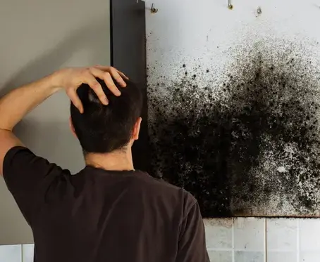 Piscataway NJ Mold Removal Services