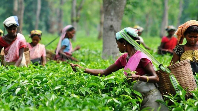 assam-tea-fields_orig.jpg