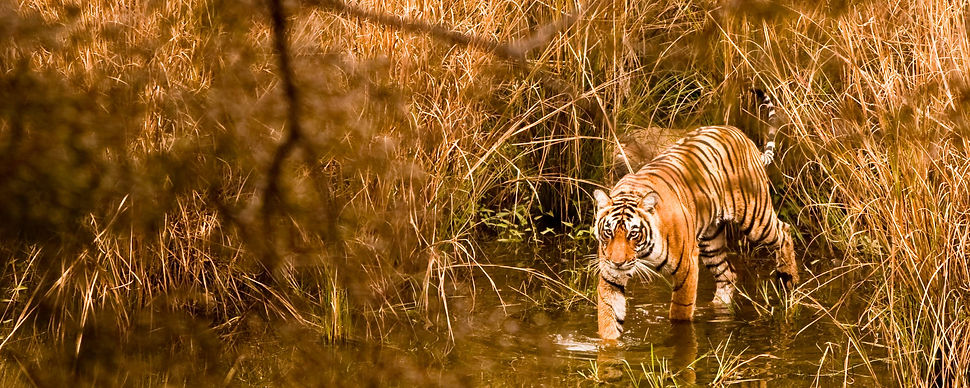 tiger.jpg