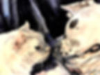 Casper & Sheamus