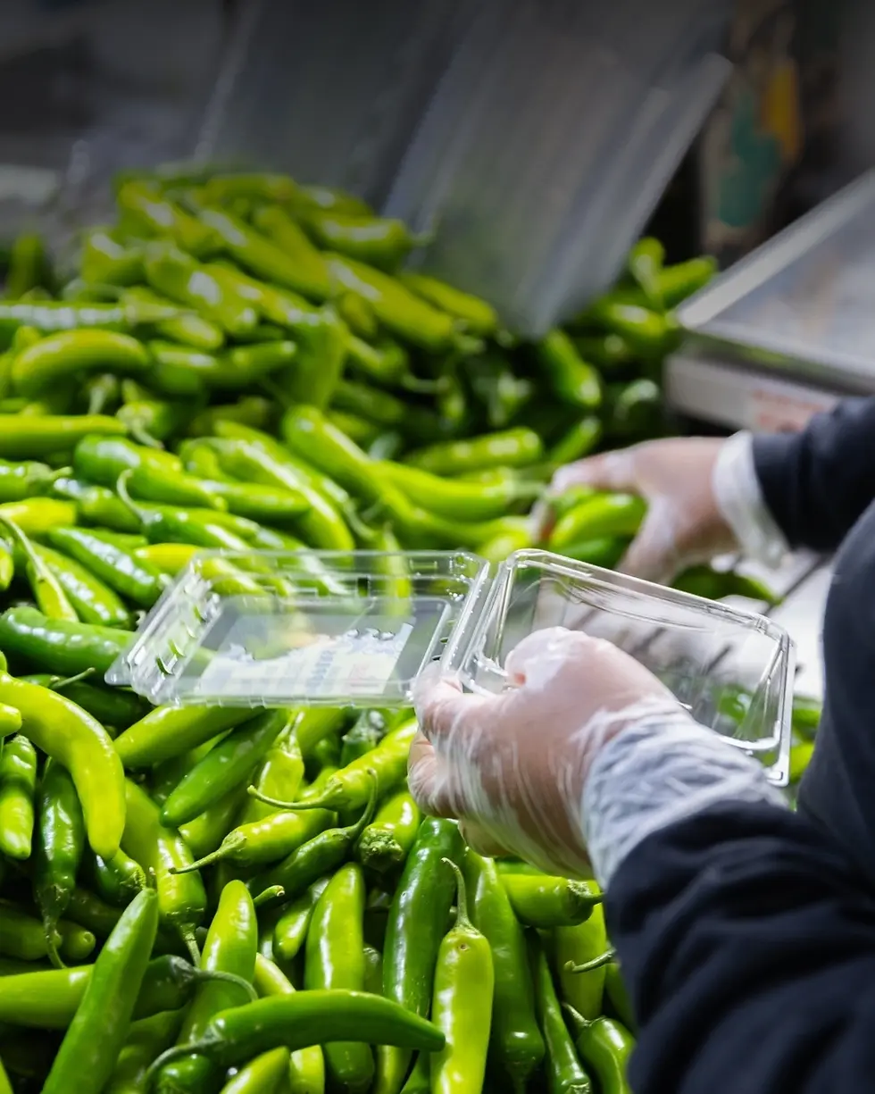Hands in gloves placing green peppers into a clear plastic container. A pile of peppers fills the background. Indoor market setting.