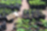 reforestation-project-zambia.jpg