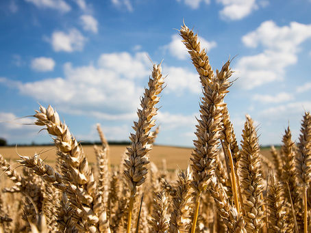 Gluten - Who really needs to avoid it?