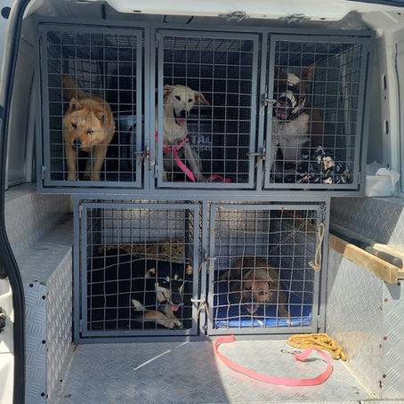 Prefeitura de Arroio promove mutirões e prevê mais de 800 castrações em 2026