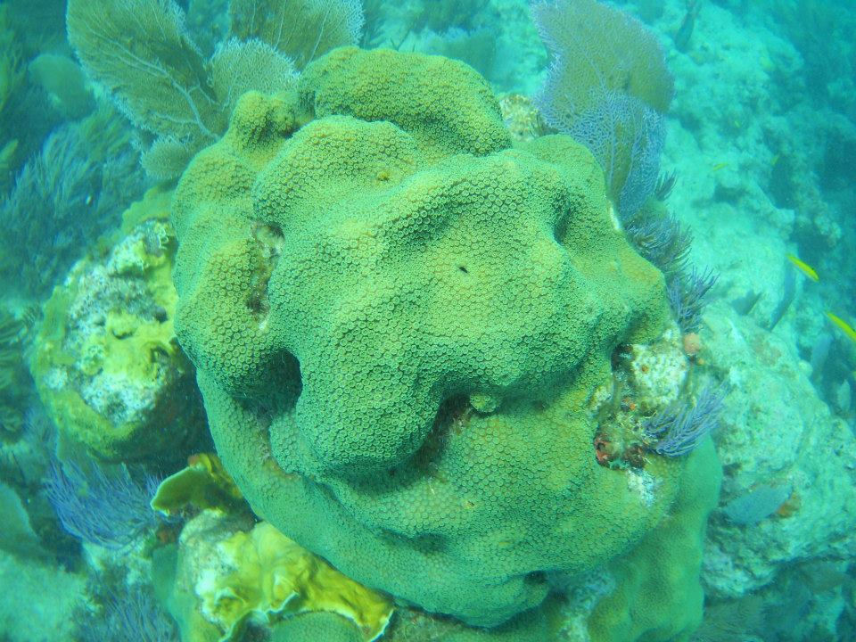 Green Reef