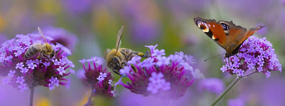 AdobeStock_246756561.jpeg