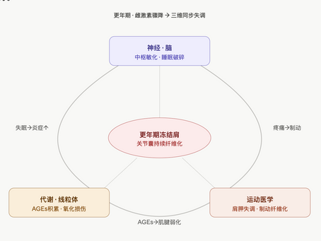 更年期冻结肩的病理机制:神经、代谢与运动的三角失衡