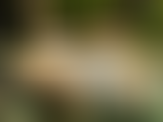 A CONSERVAÇÃO DOS PEIXES-BOIS NO BRASIL.