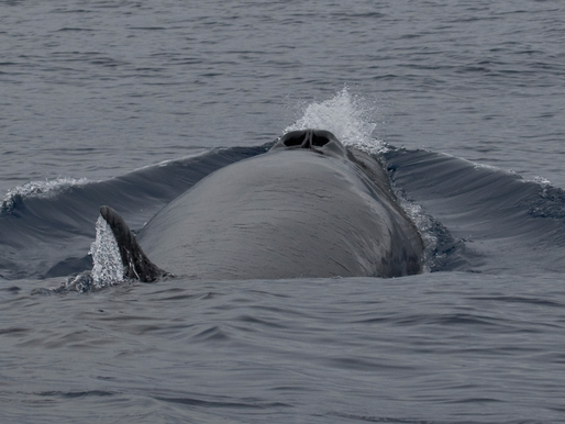 O ECO SILENCIOSO DE UM GIGANTE.