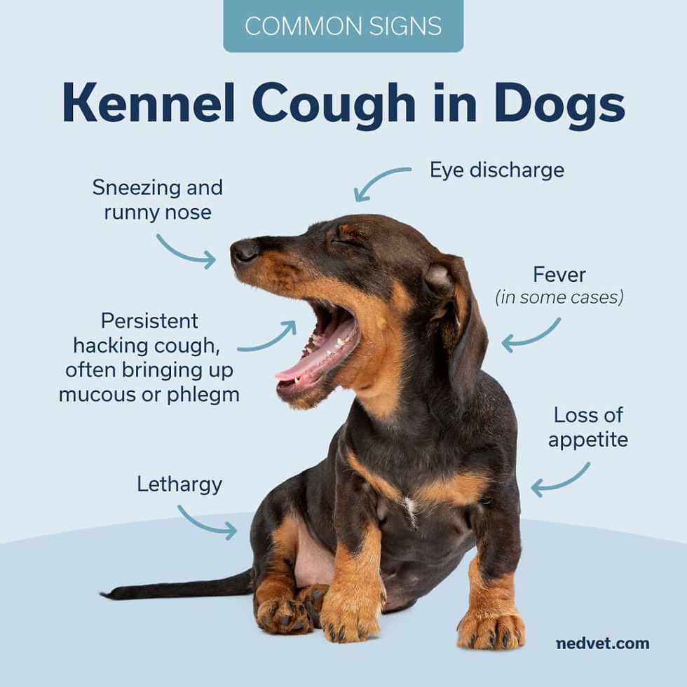 kennel cough infographic
