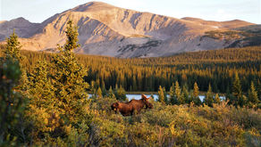 Moose Management and Ancient Ecology in the Southern Rockies