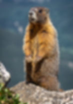 Yellow Bellied Marmot