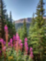 Common Fireweed