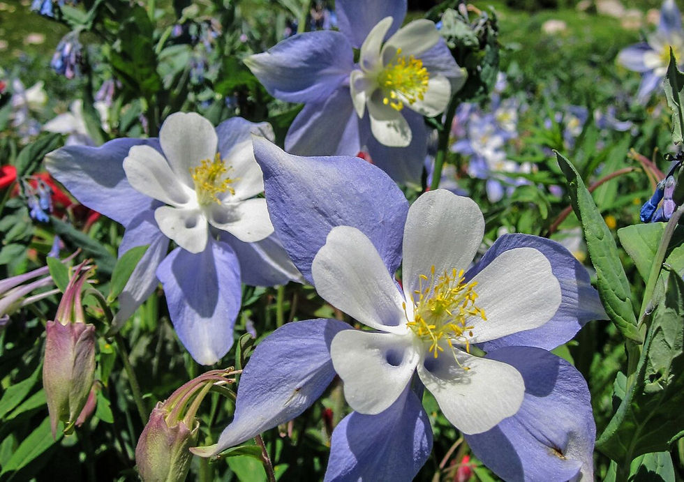 Colorado Columbine
