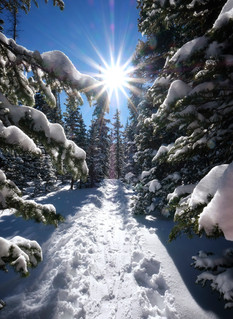 Winter Wonderland Trail by Mary White