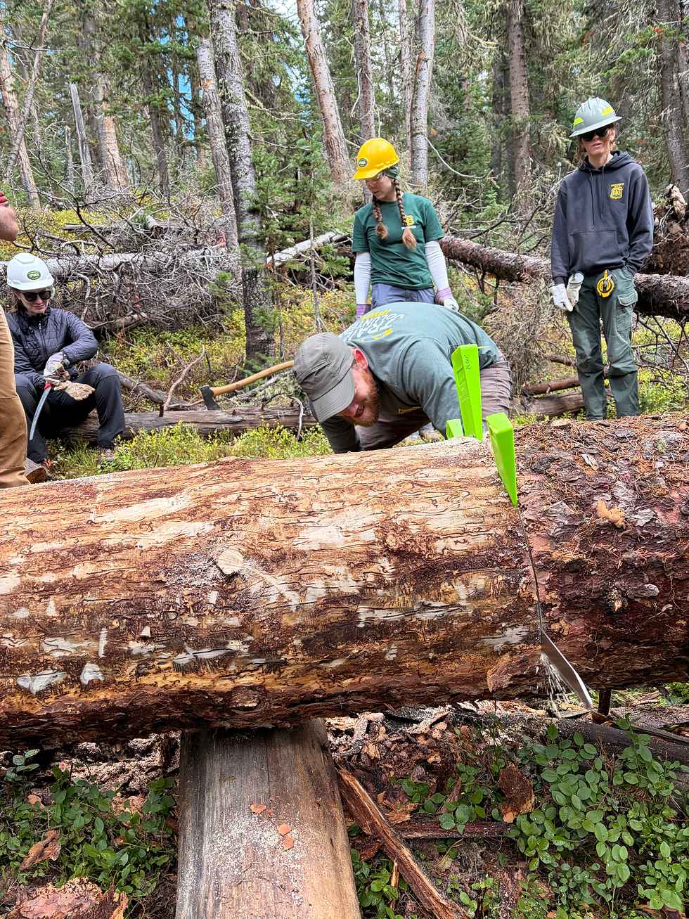Cutting the log to 24 feet