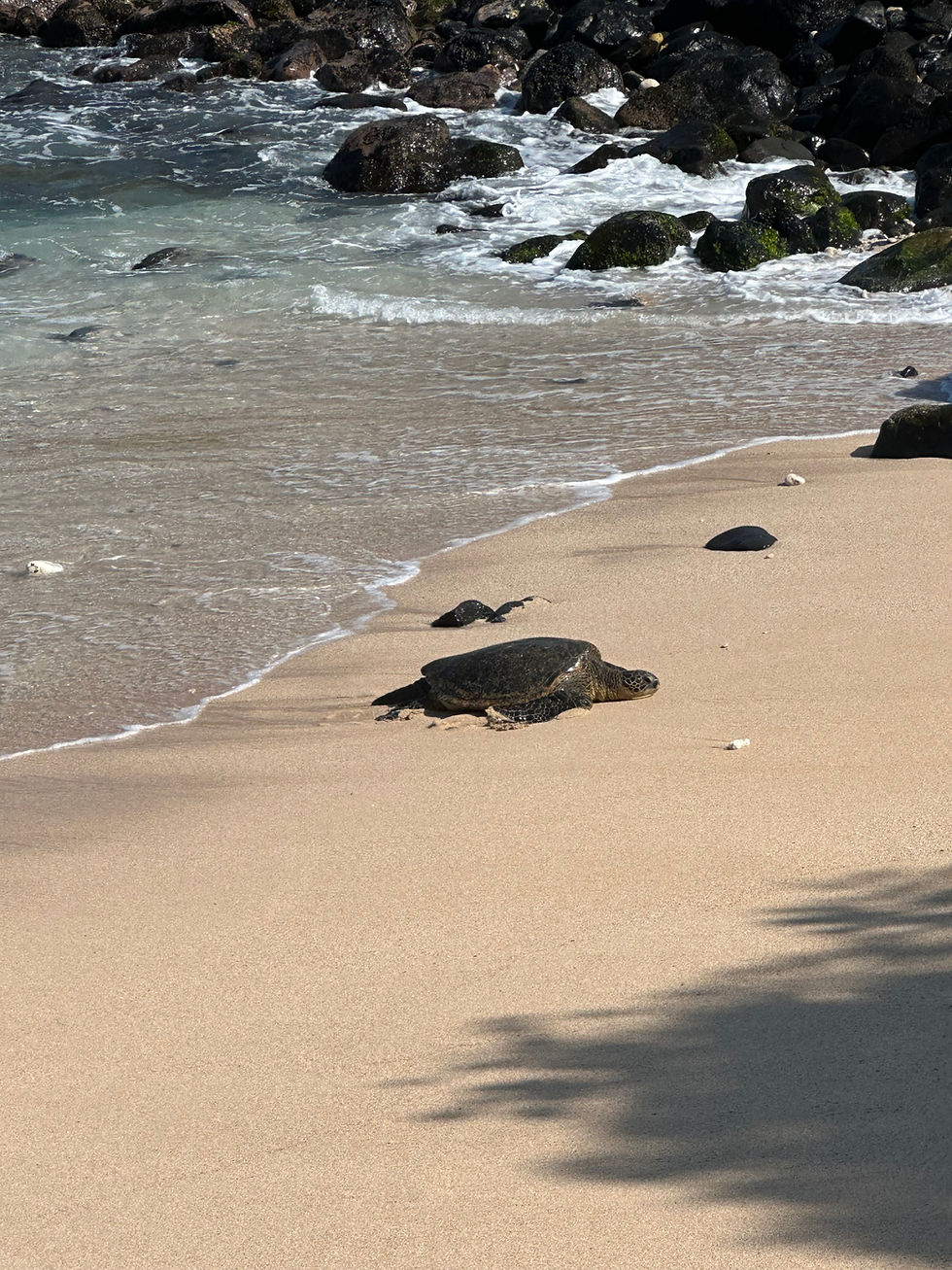 Ho’okipa Beach Park :: As Noted By Me