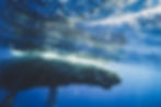 Whale Watch :: As Noted By Me
