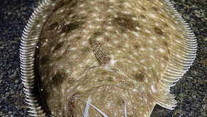Fluke Fishing in Chatham During July and August