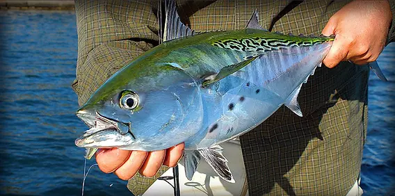 fenwick vs shimano rods HMG Inshore Spinning – J&H Tackle Yardwe 1pc Fish Rod striped Density Aramid Veil Design Model:8'6