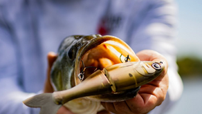 Why is everyone talking about the BUCCA BRAND 8" Trick Shad?