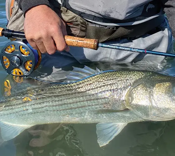 Surf-Fishing-Striped-Bass-1_1000x.webp