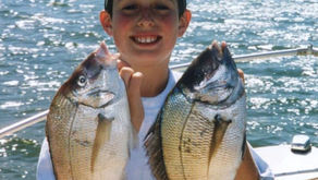 Light-Tackle Gold: Why Golden Sea Bream Are a Perfect Cape Cod Game Fish