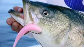 Pink vs. Bone: Is "If It Ain't Bone, Leave It at Home" Still True on Cape Cod This Summer?