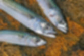 fishing-bait-mackerel-0001.jpg
