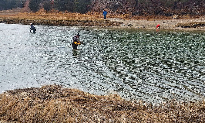 RA Ribb Clam Rakes | Goose Hummock Shops