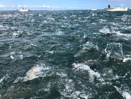 When Does the Fall Run Begin on Cape Cod?