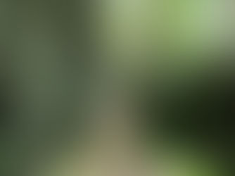 The Walk to Trequanda