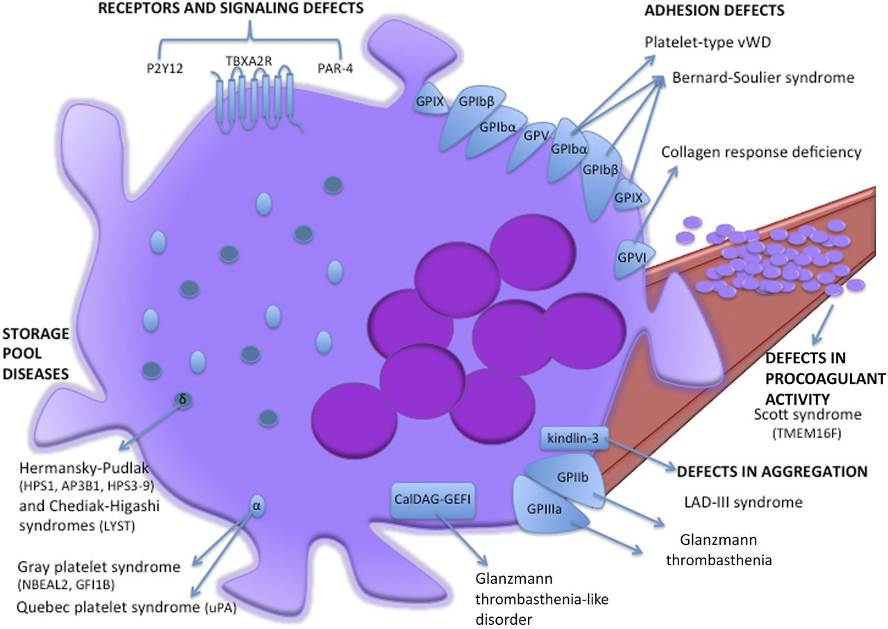 Lecture 8: Functional and Qualitative Disorders of Platelets