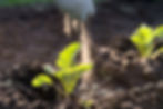Black Soldier Fly - The Bug Factory - fertiliser