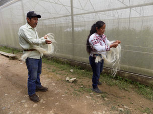 Preserving heritage: Co-developing a fiber-extraction machine with indigenous artisans in Mexico