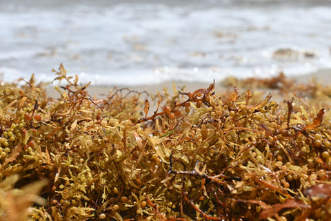 Mitigating the impact of Sargassum Blooms with coastal and fishing communities in the Caribbean