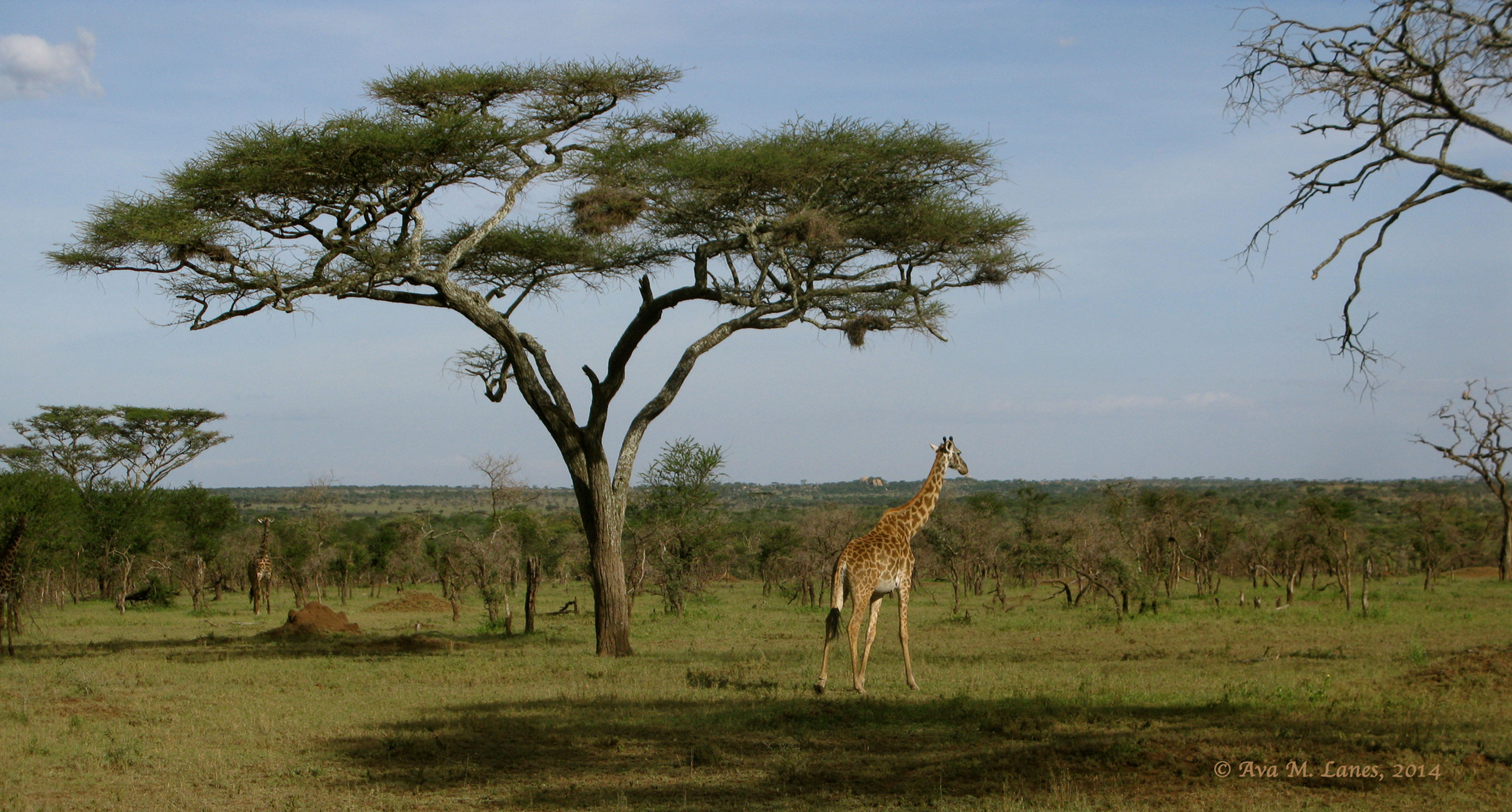 In The Serengeti