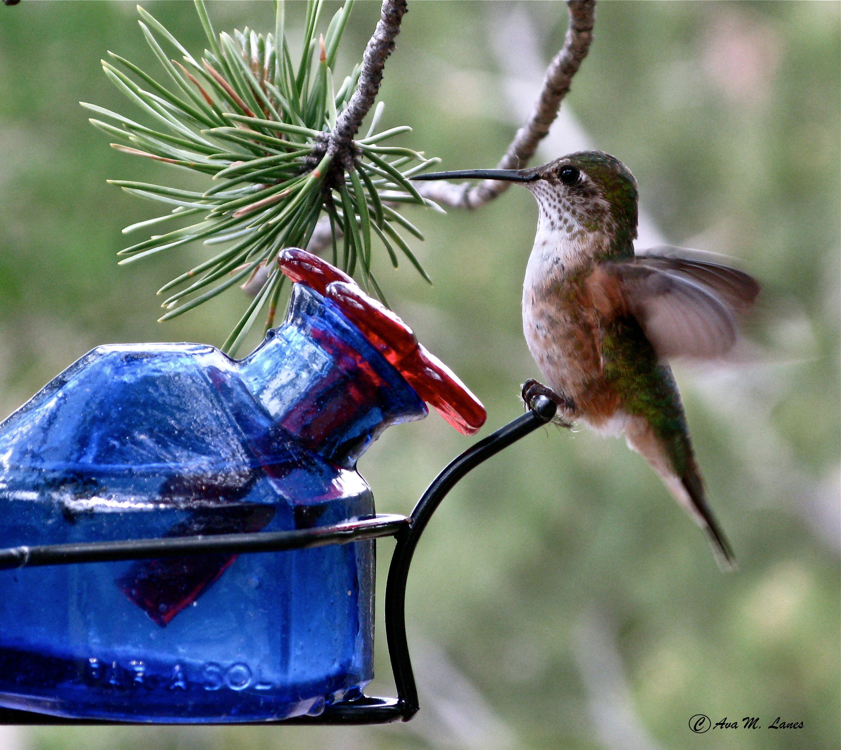 The Hummer and Inkwell