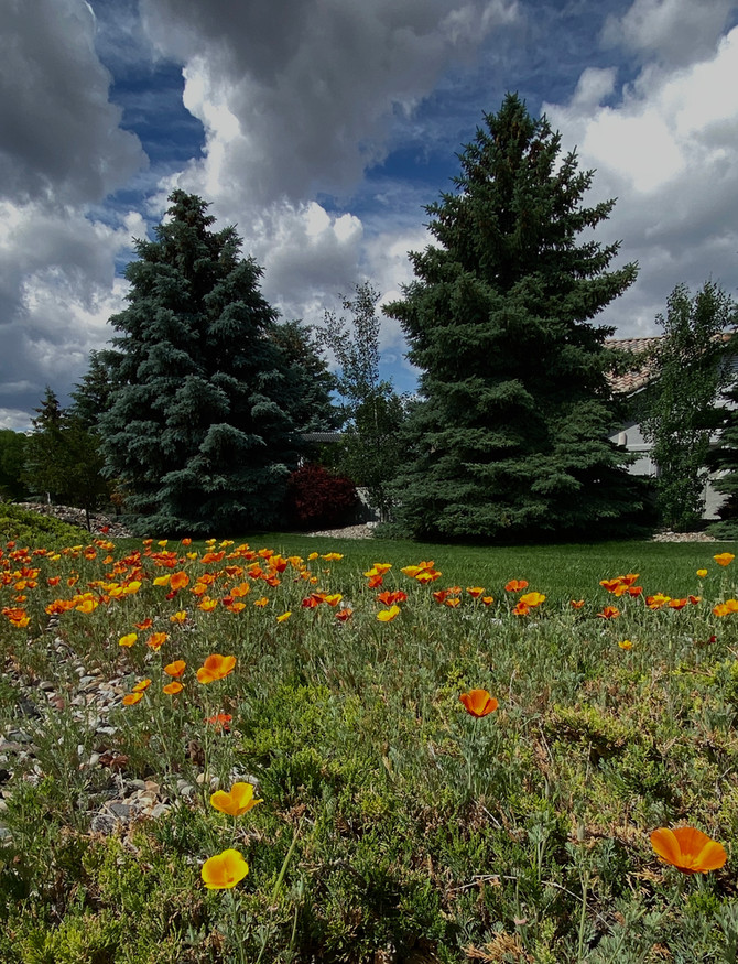 Poppies Where I Live