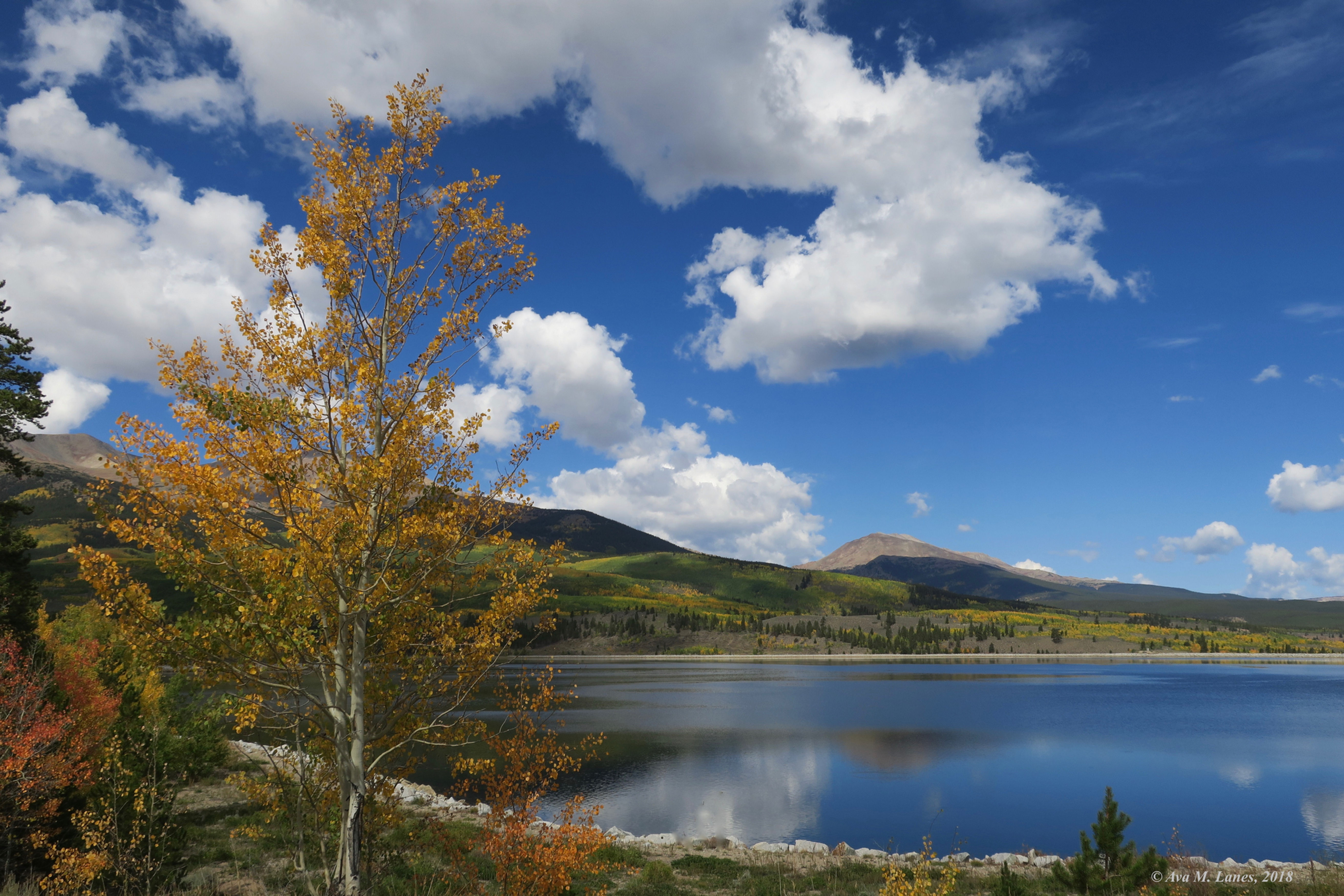 Reservoir Tree View I
