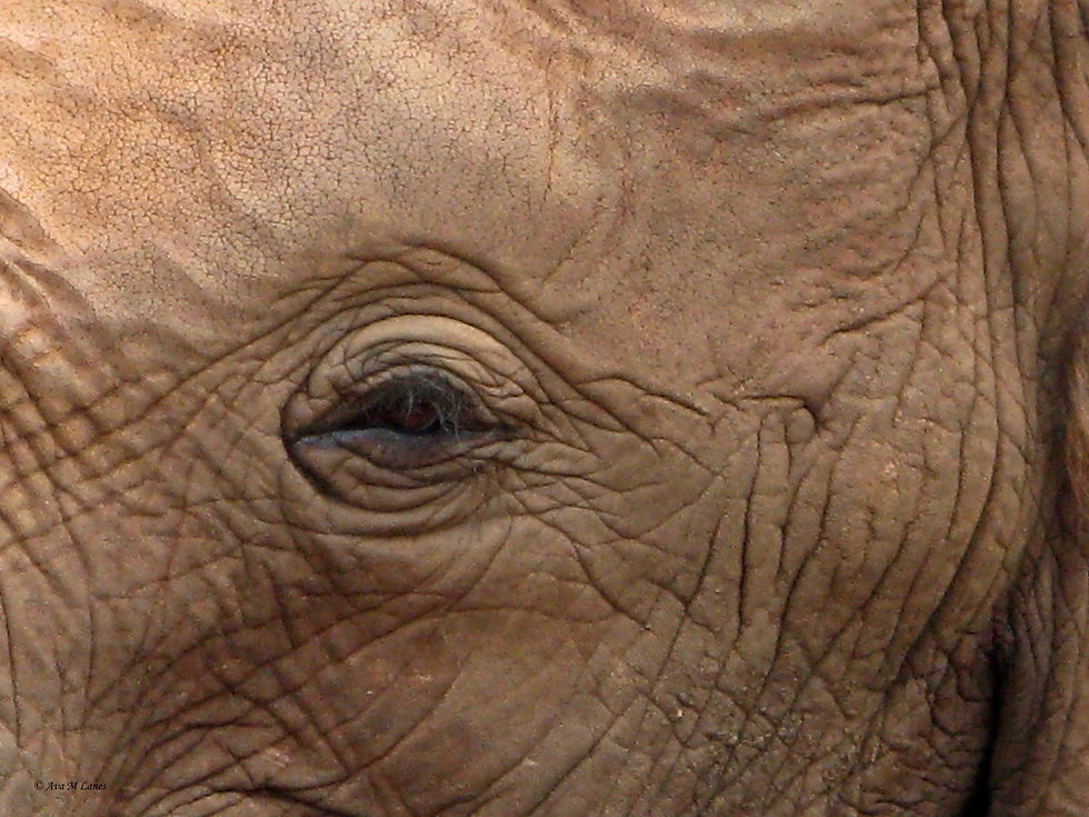 Elephant Eye