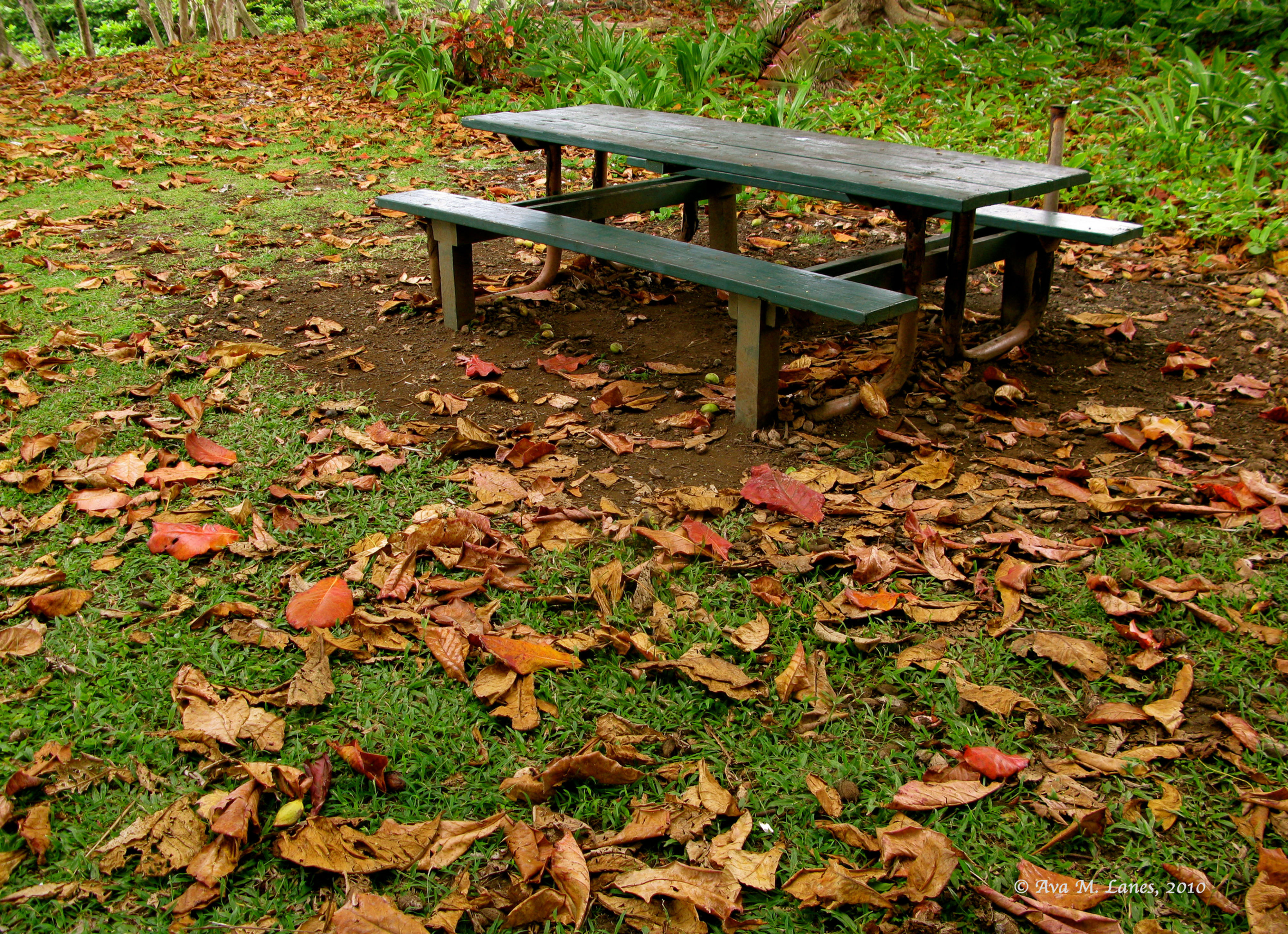 Fall Leaves & Green Bench
