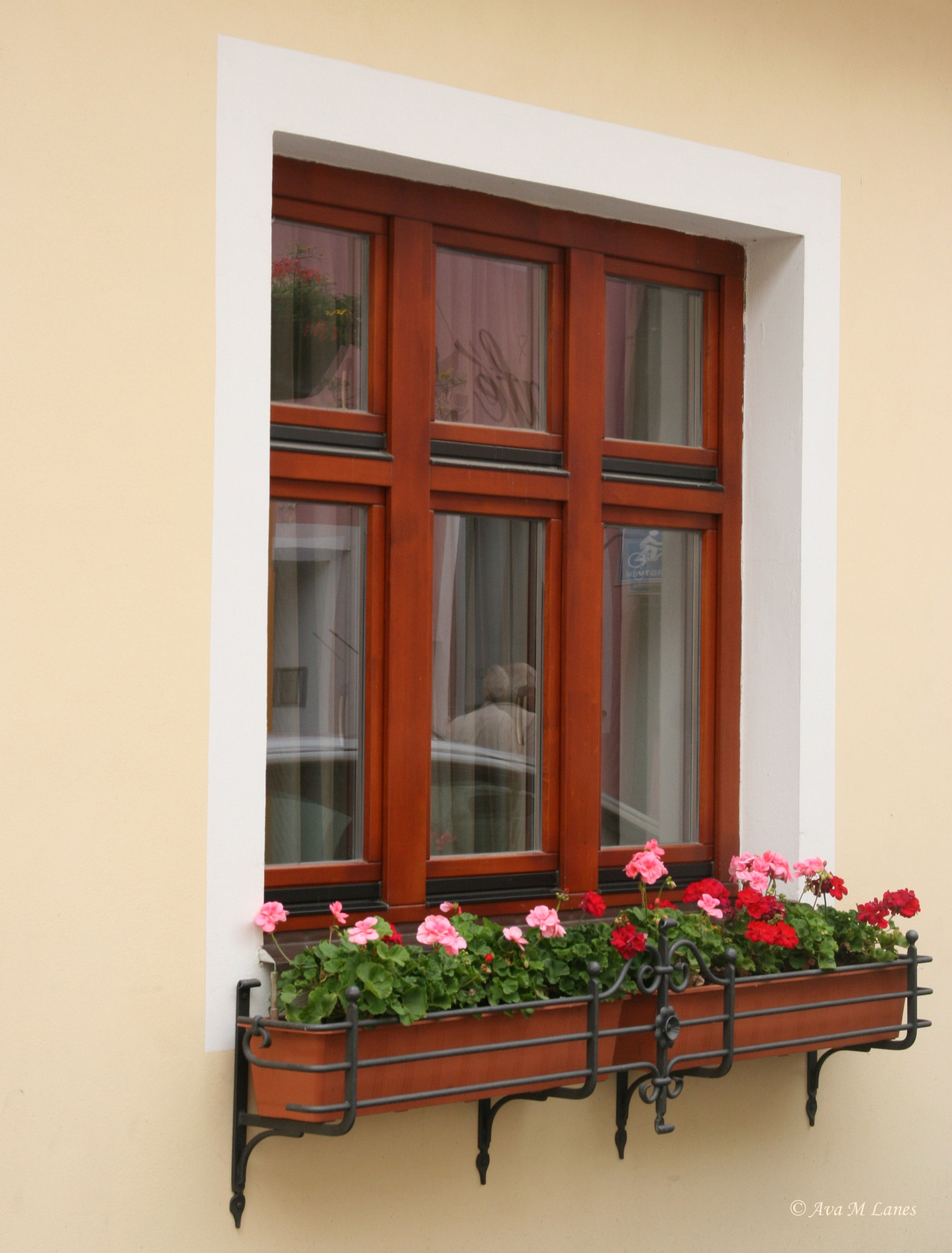 Cast Iron Geraniums