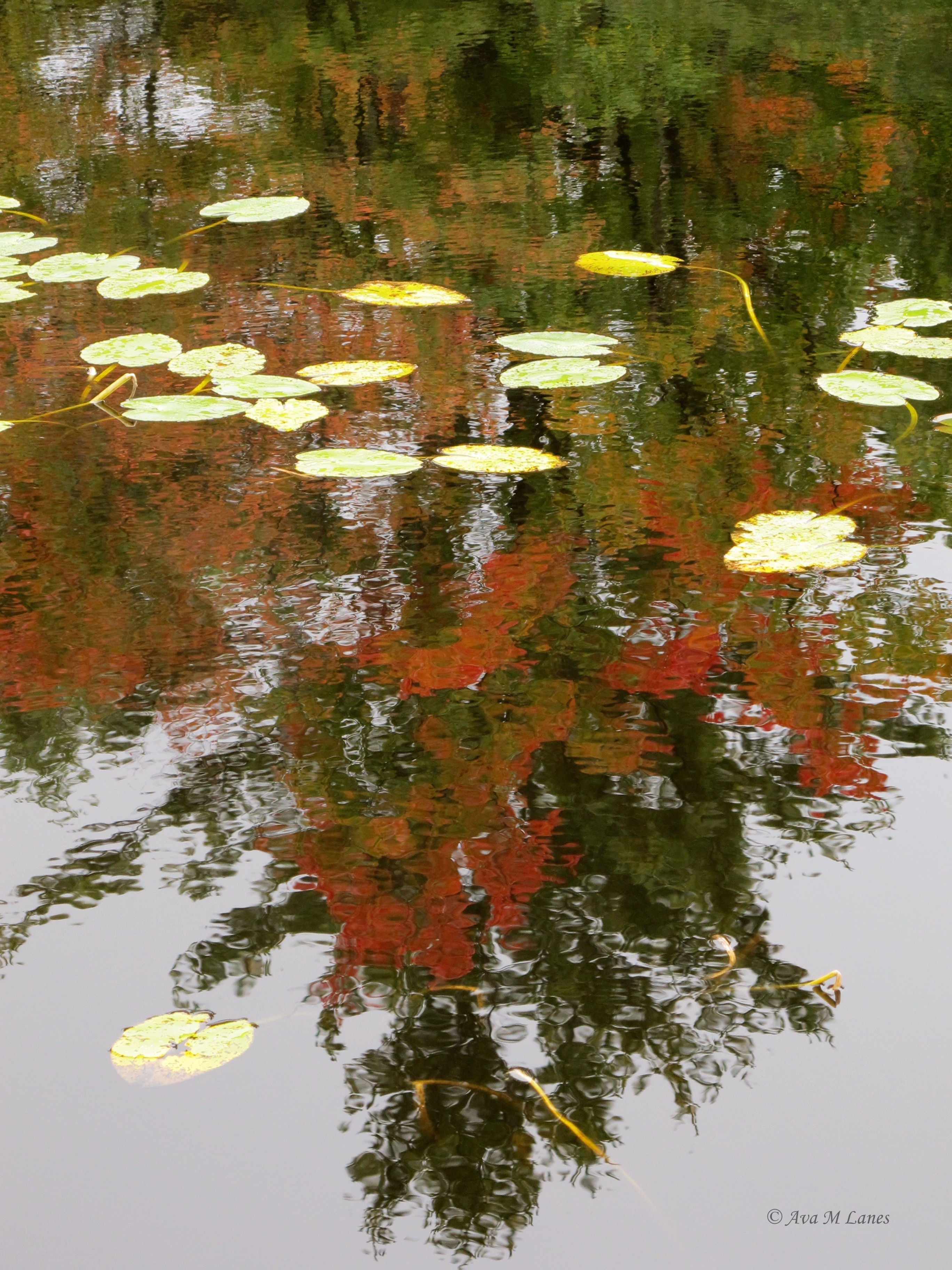 Lilly Pads II