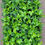 Thumbnail: 9cm Hedera Shamrock