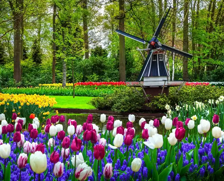 Tulips with windmill in background 