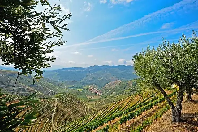 view of Pinhao Vineyards fton on top