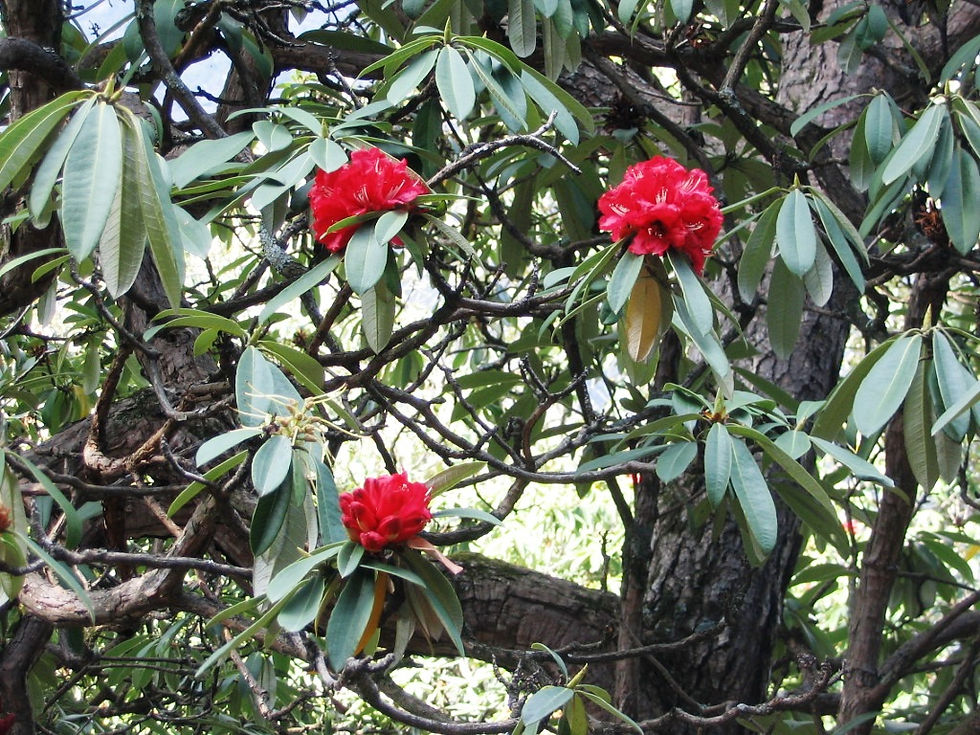 Seasons P 8 Bell-shaped flowers of Burans (Rhododendron arboreum).JPG