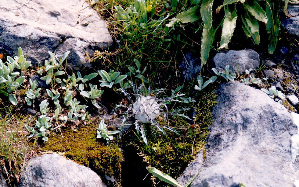 Seasons P 11F Snowball Plant Saussurea simpsoniana.jpg