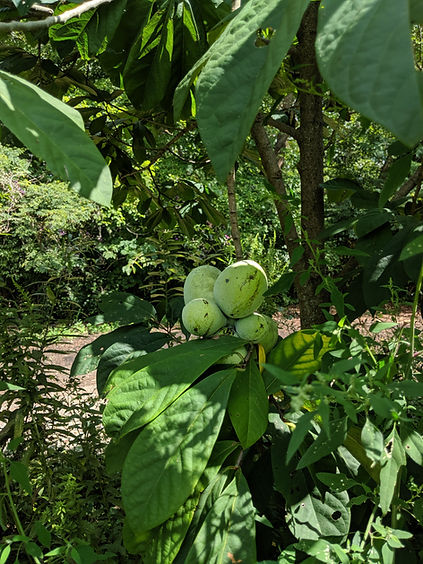 IMG_20190824_142457.jpg